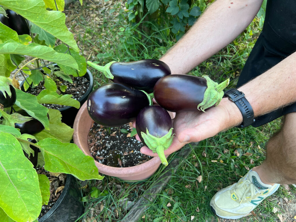 We grew the most and largest eggplants we ever have!