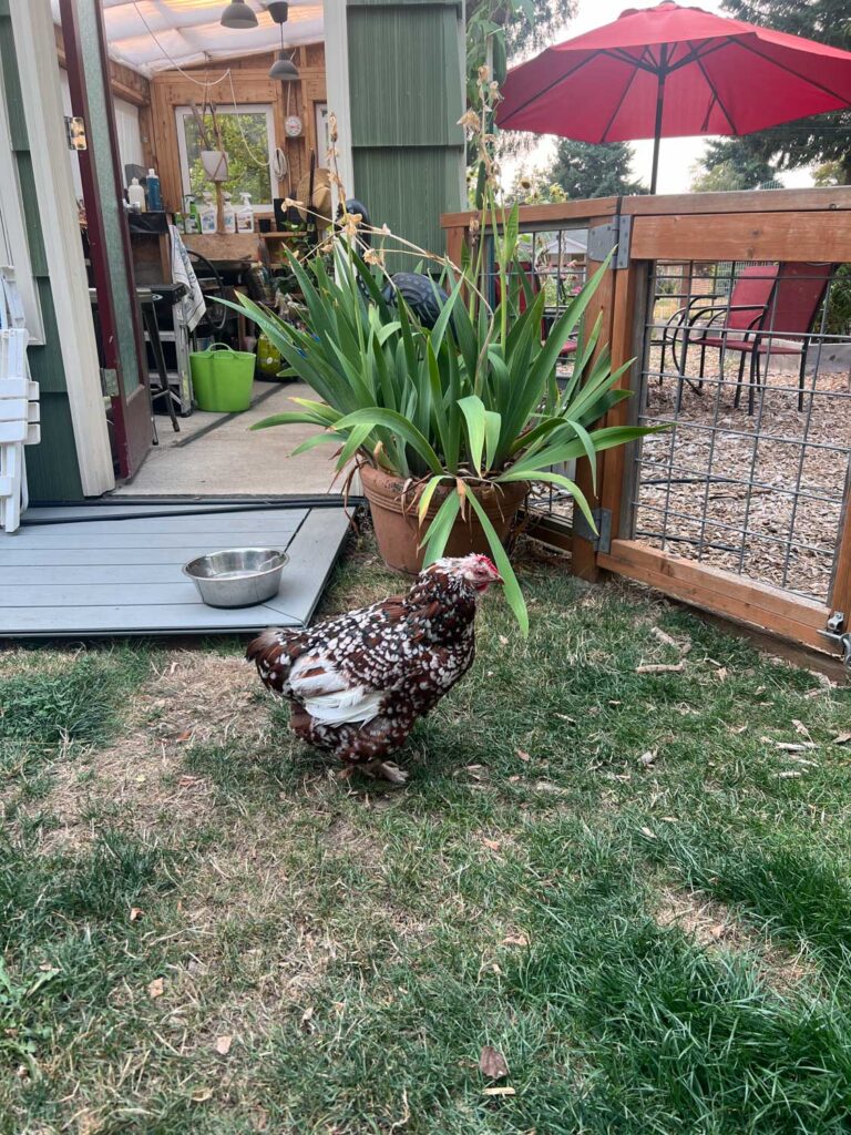 Sadly, we lost Monkey this year, who lived a long time, but was just very old. She was probably my favorite chicken ever and I want to get a tattoo of her. More on that later.