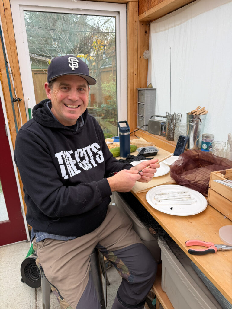 Harvesting mason bees.
